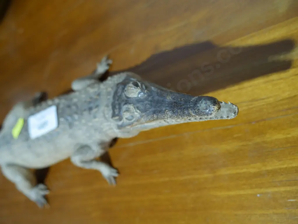 Crocodile Image 1++