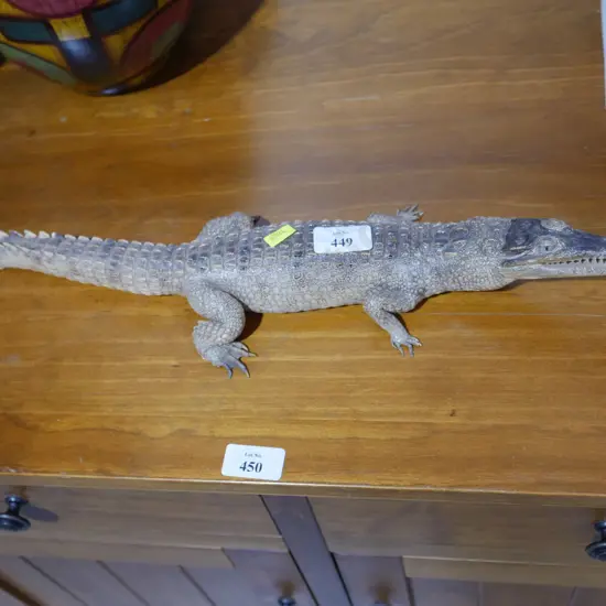 Crocodile