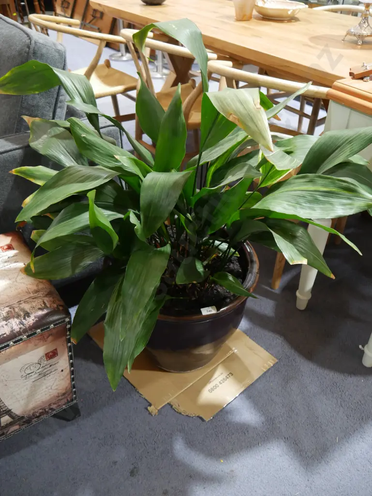 Potted plant Image 1++