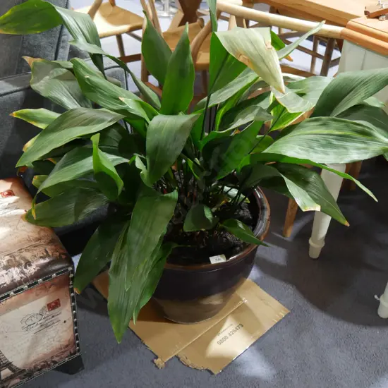 Potted plant
