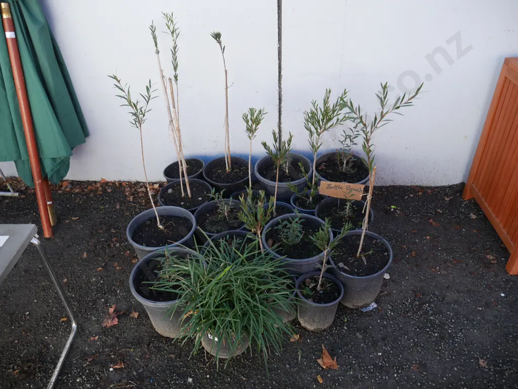 Bottlebrush plants Image 1++