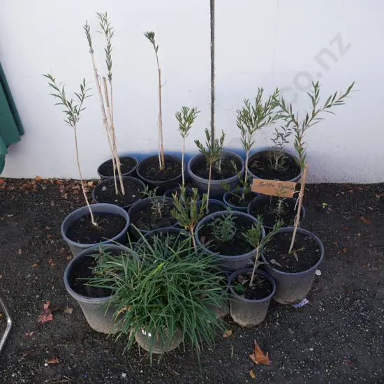 Bottlebrush plants