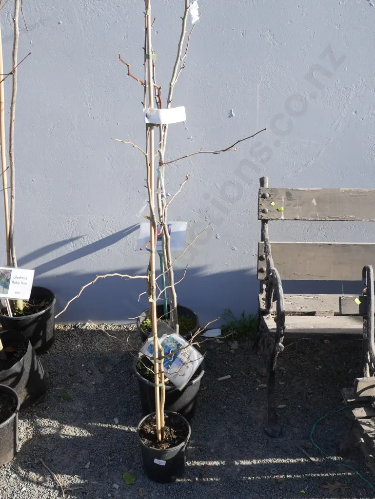 3 potted trees Image 1++