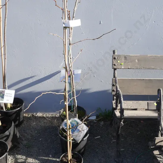3 potted trees
