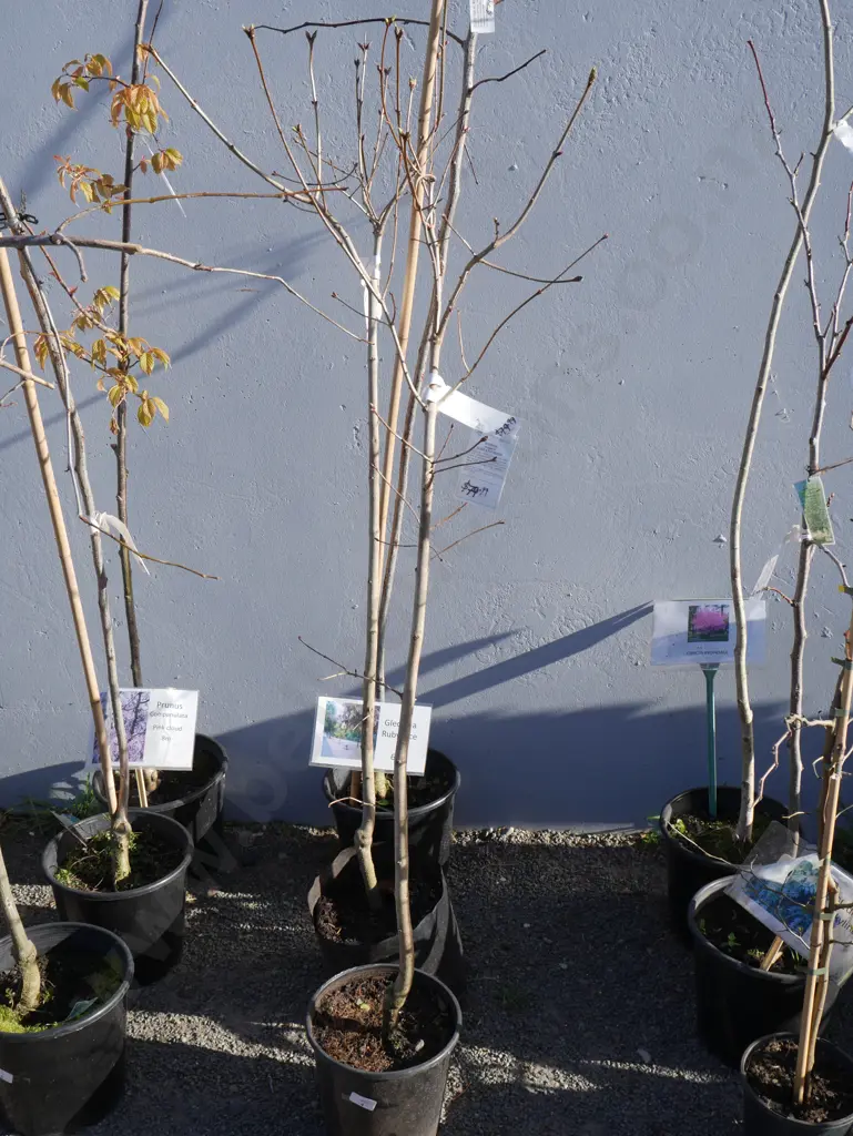 3 potted trees Image 1++