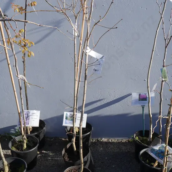 3 potted trees