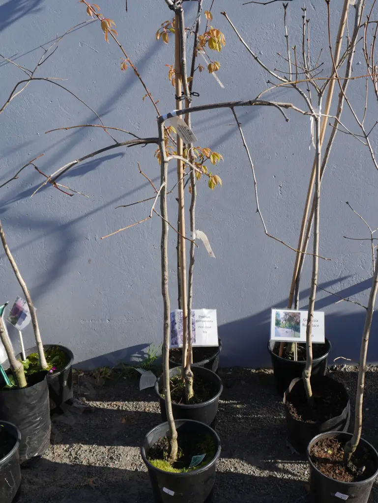 3 potted trees Image 1++