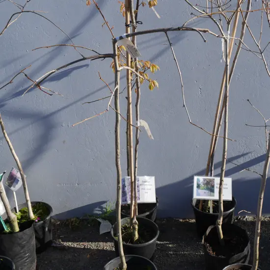 3 potted trees