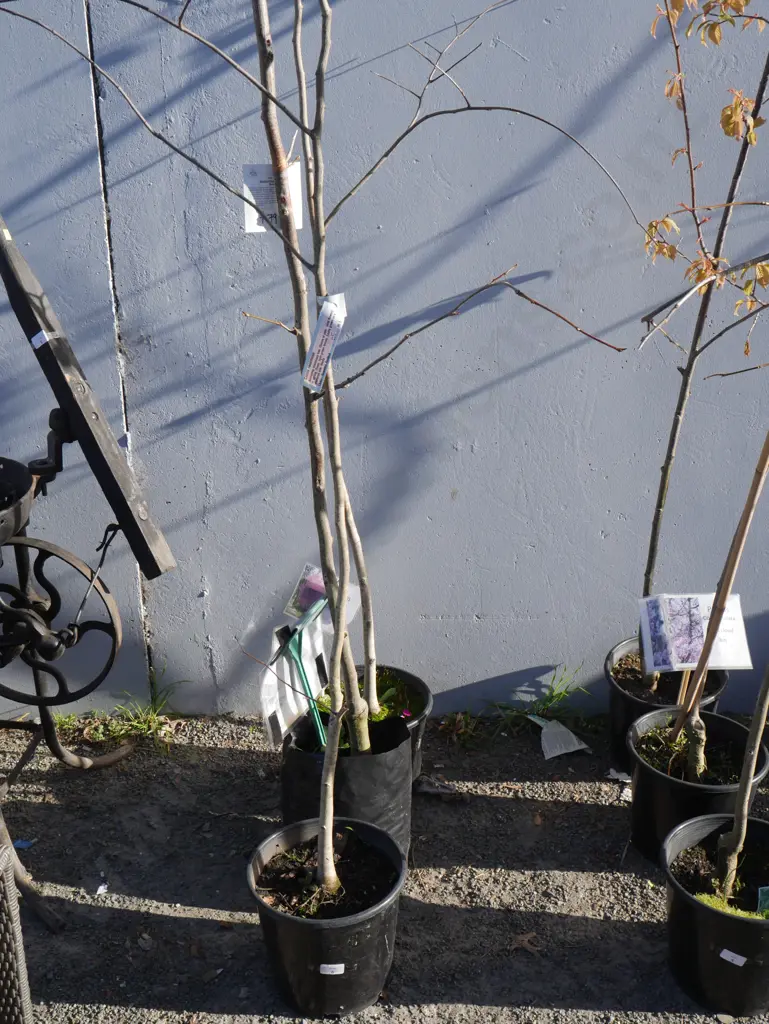 3 potted trees Image 1++