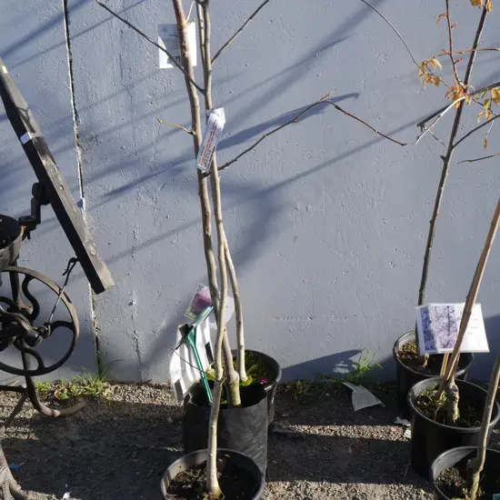 3 potted trees