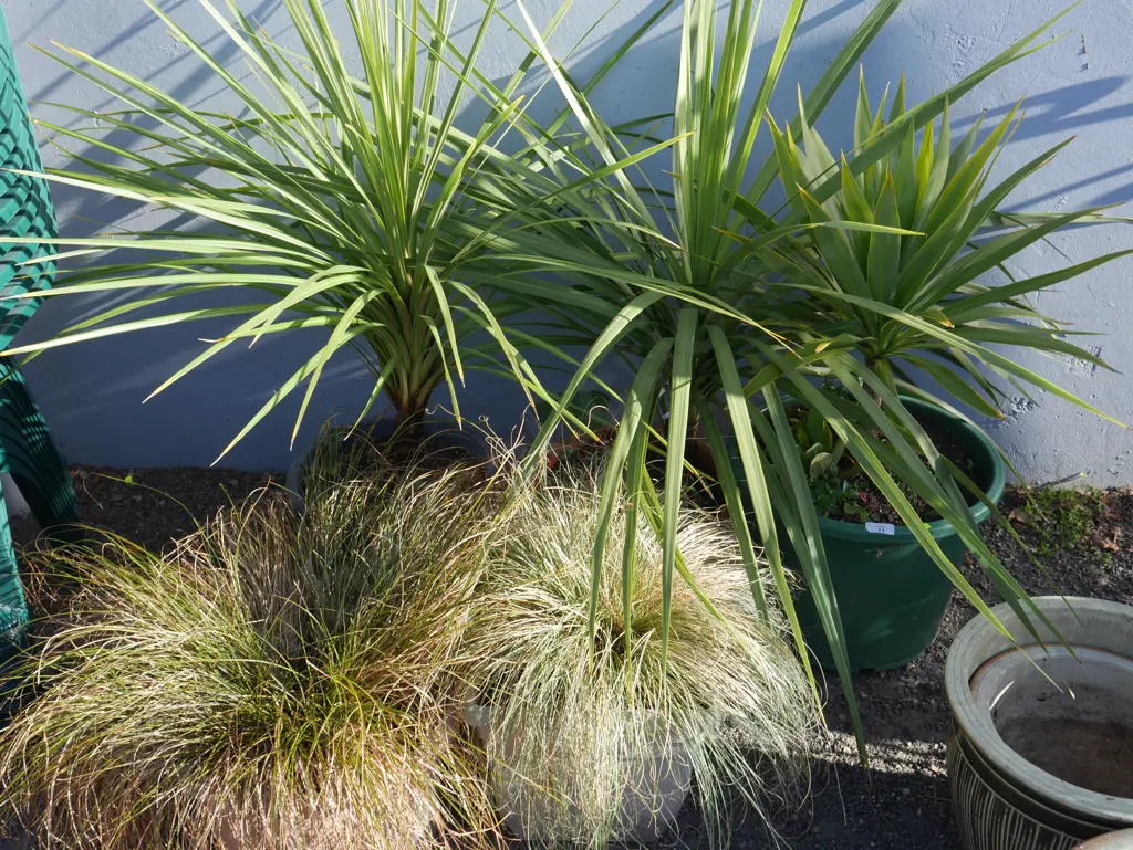 5 potted plants Image 1++
