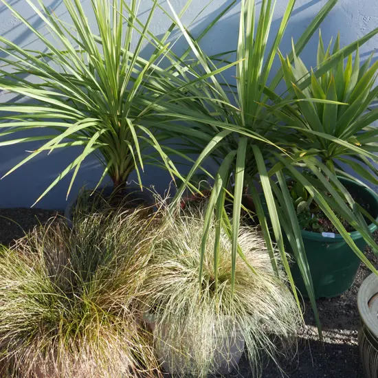 5 potted plants