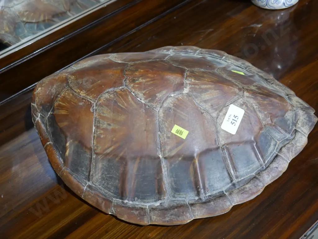 Turtle shell Image 1++