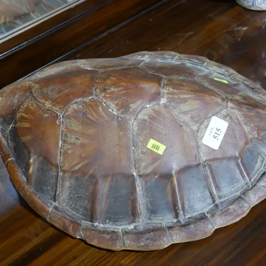 Turtle shell
