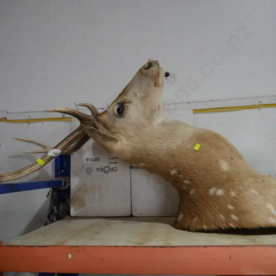 6 pointer deer head