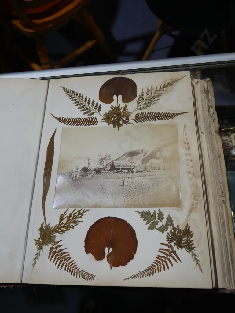 New Zealand ferns album Image 1++