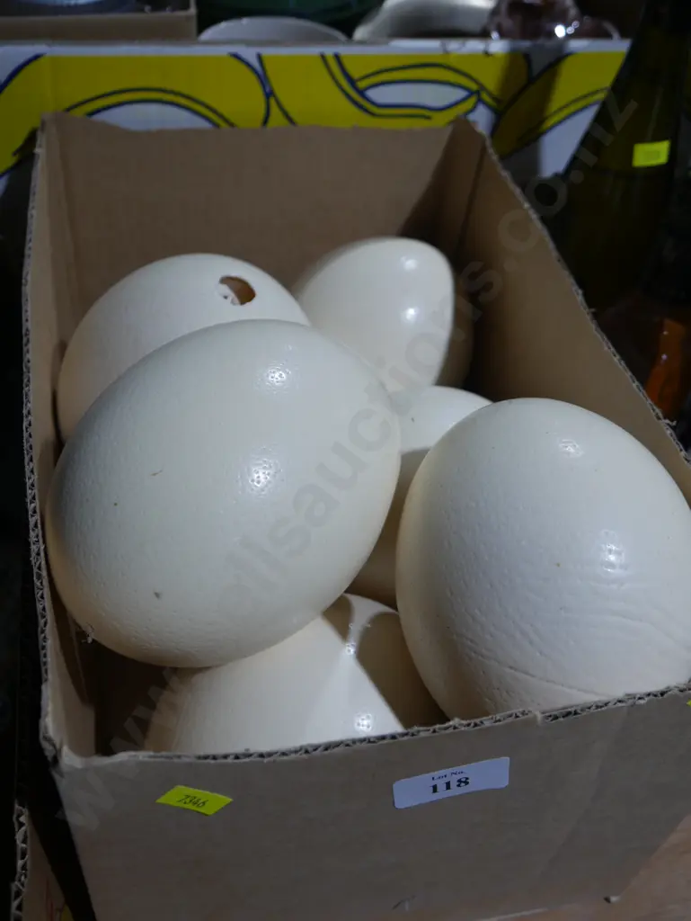 Ostrich eggs Image 1++