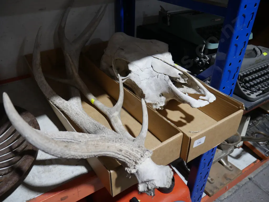 Skull and antlers Image 1++