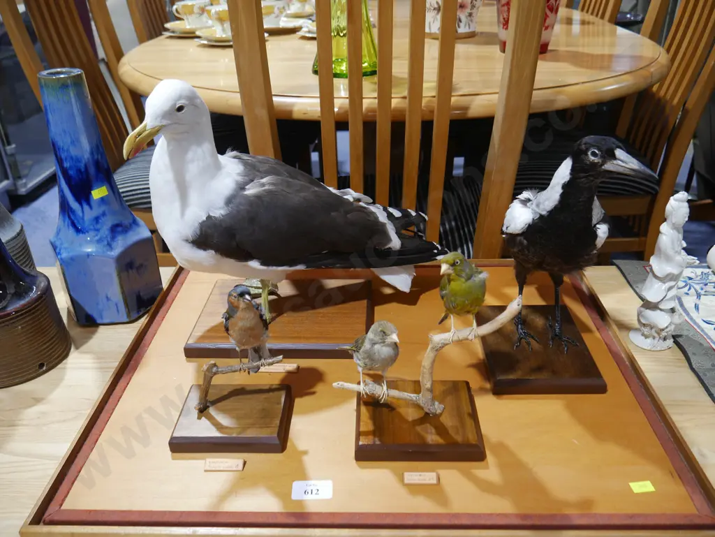 Taxidermy bird collection Image 1++