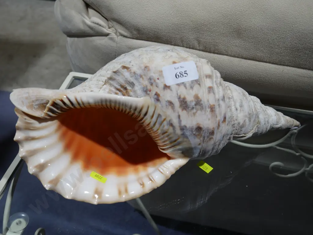 Lg sea shell Image 1++