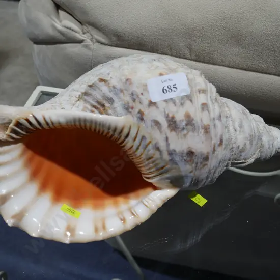 Lg sea shell
