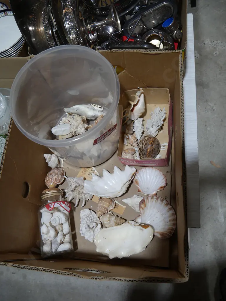 Shells Image 1++