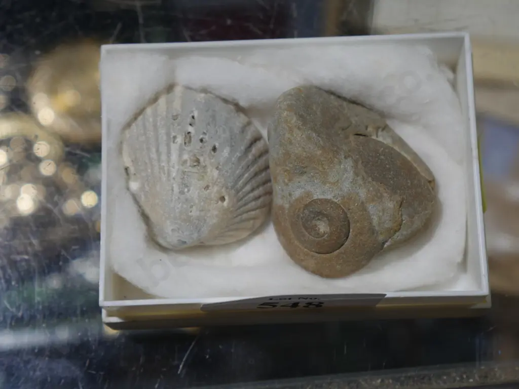 Fossils Image 1++