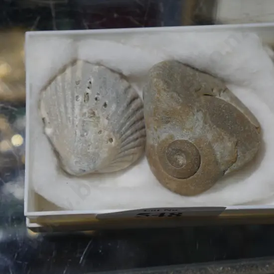 Fossils