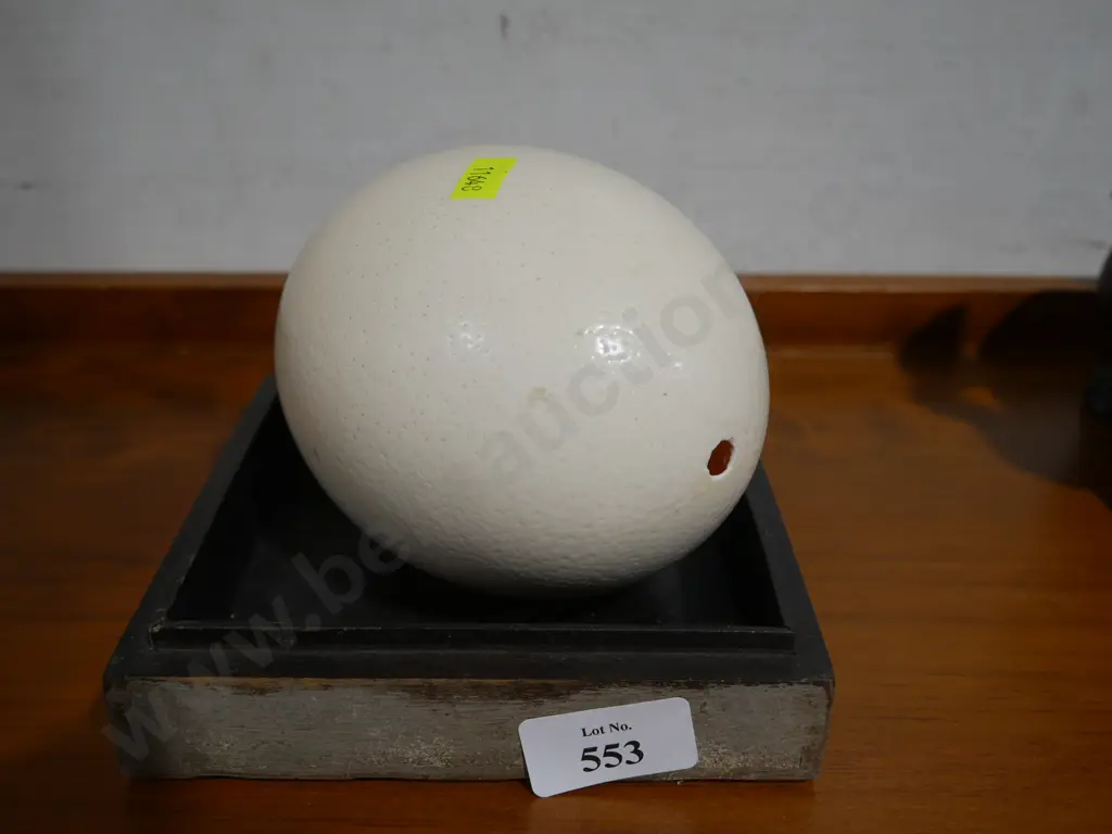 Ostrich egg Image 1++