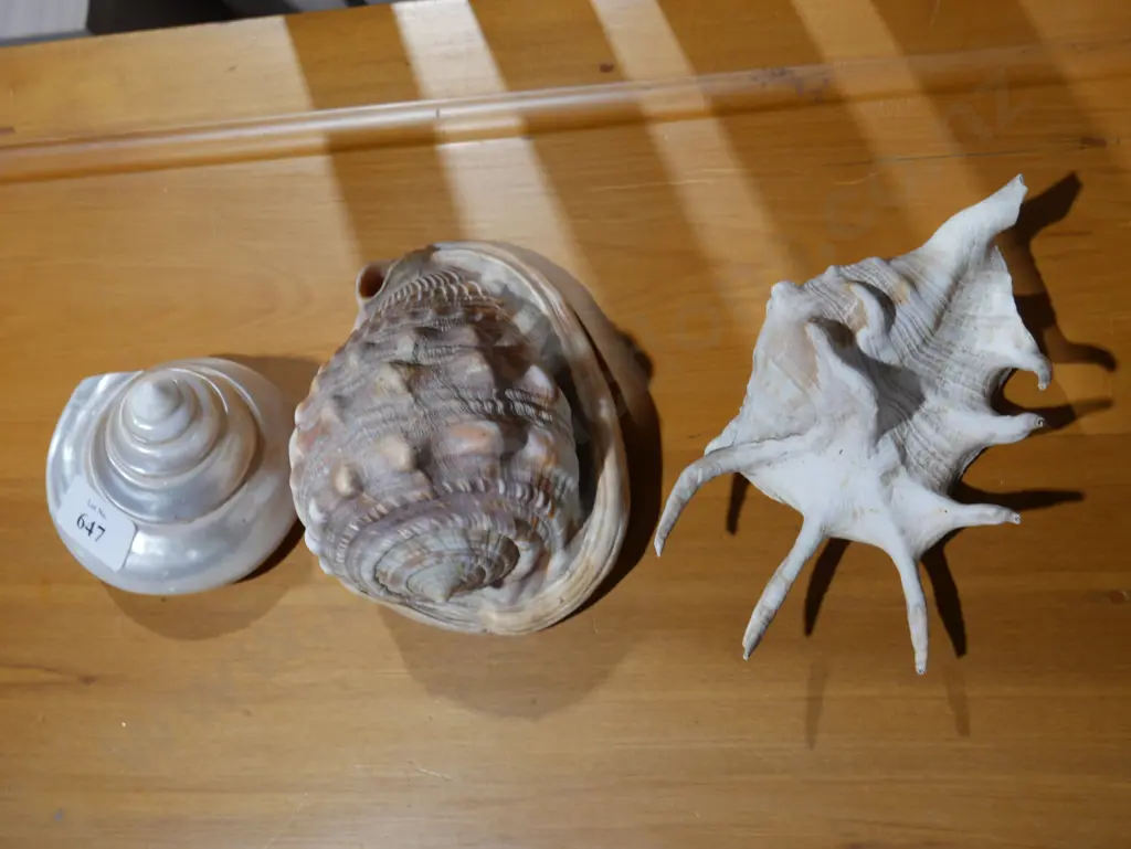 Seashells Image 1++
