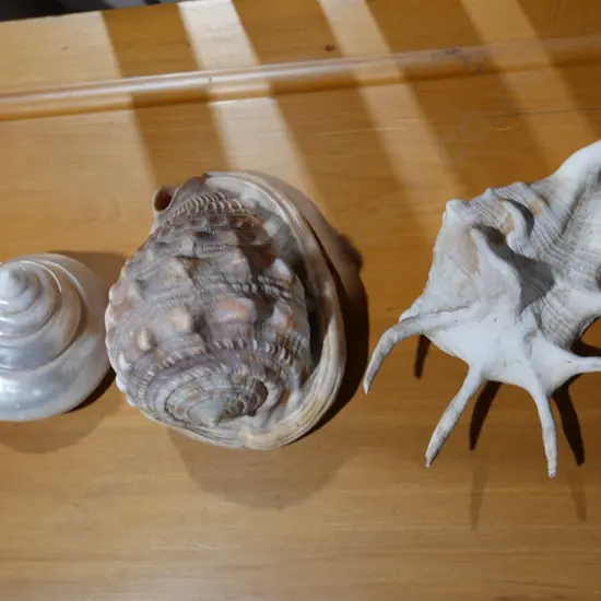 Seashells
