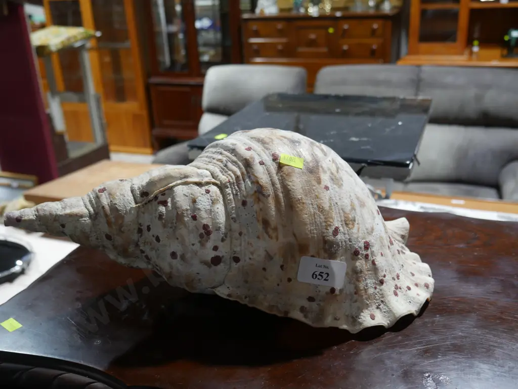 Conch shell Image 1++