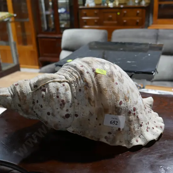 Conch shell