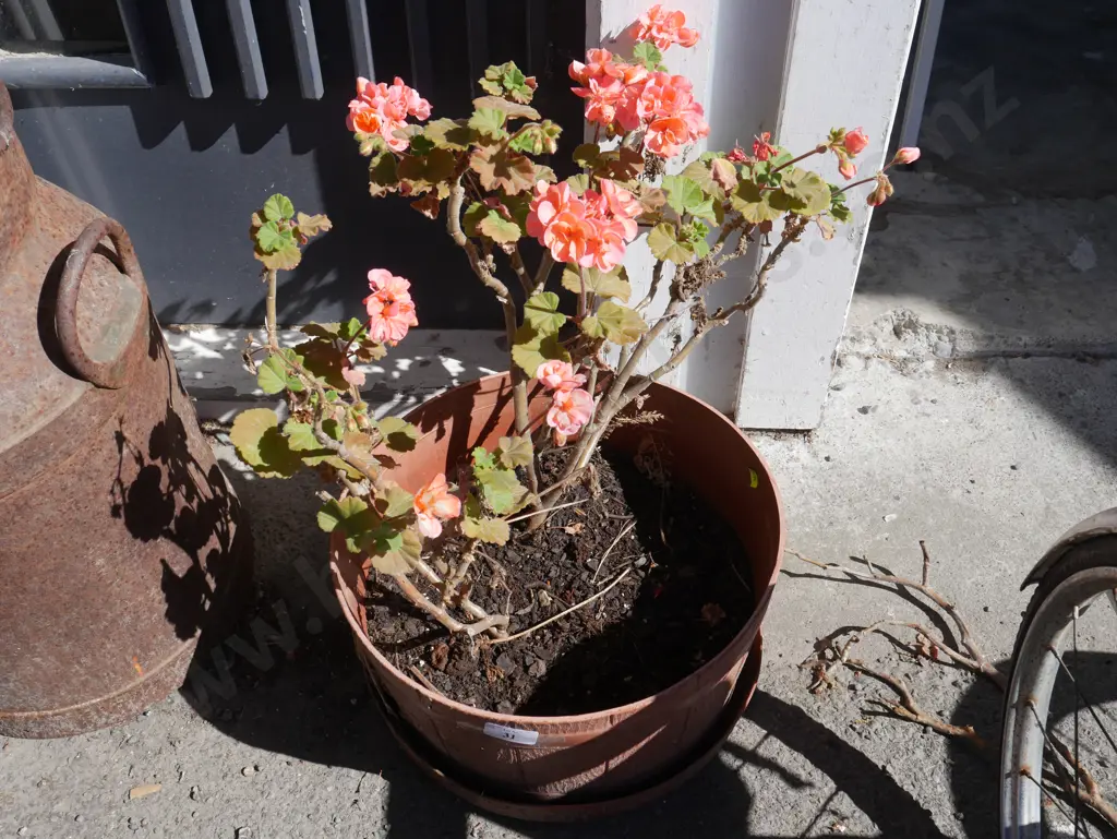 Plant Image 1++