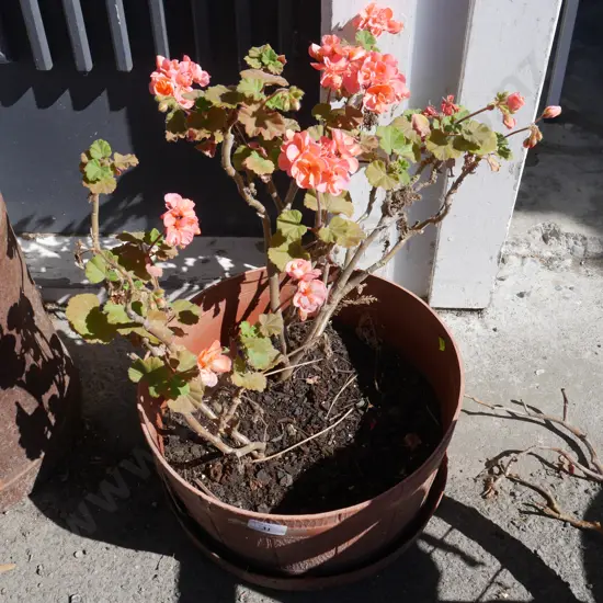 Plant