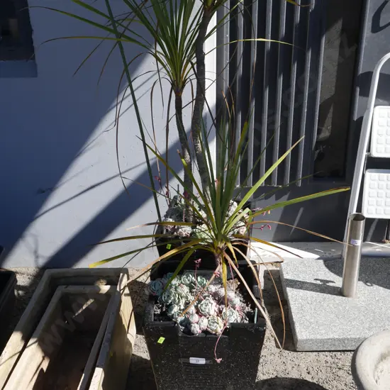 2 potted plants
