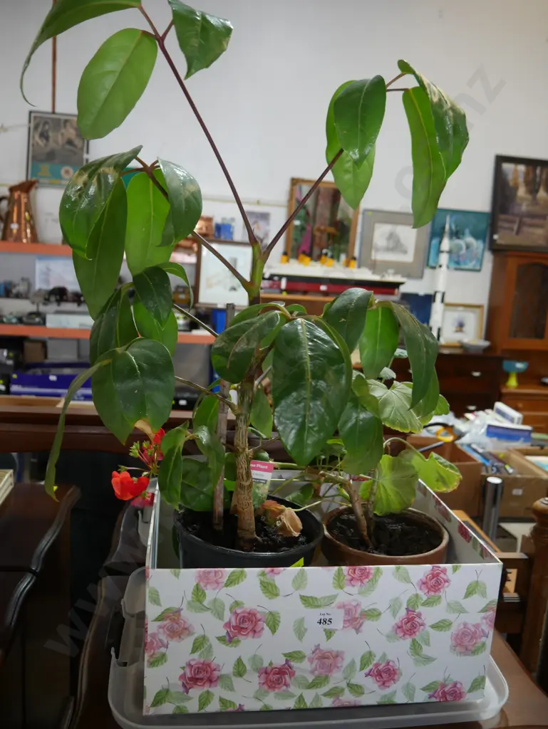 Pot plants Image 1++