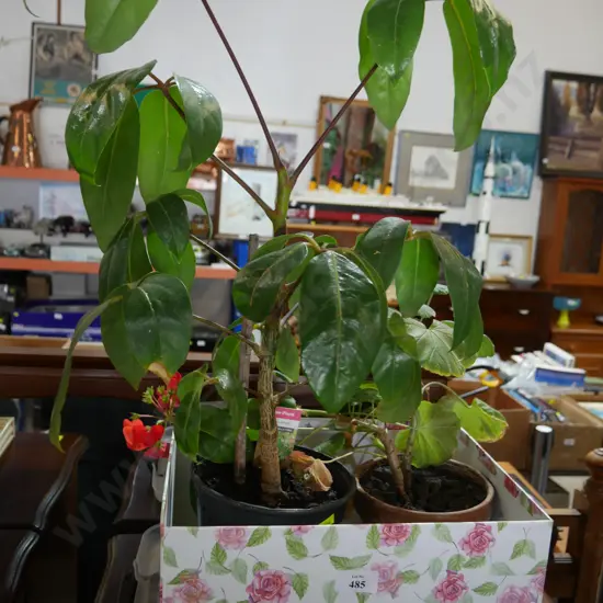 Pot plants