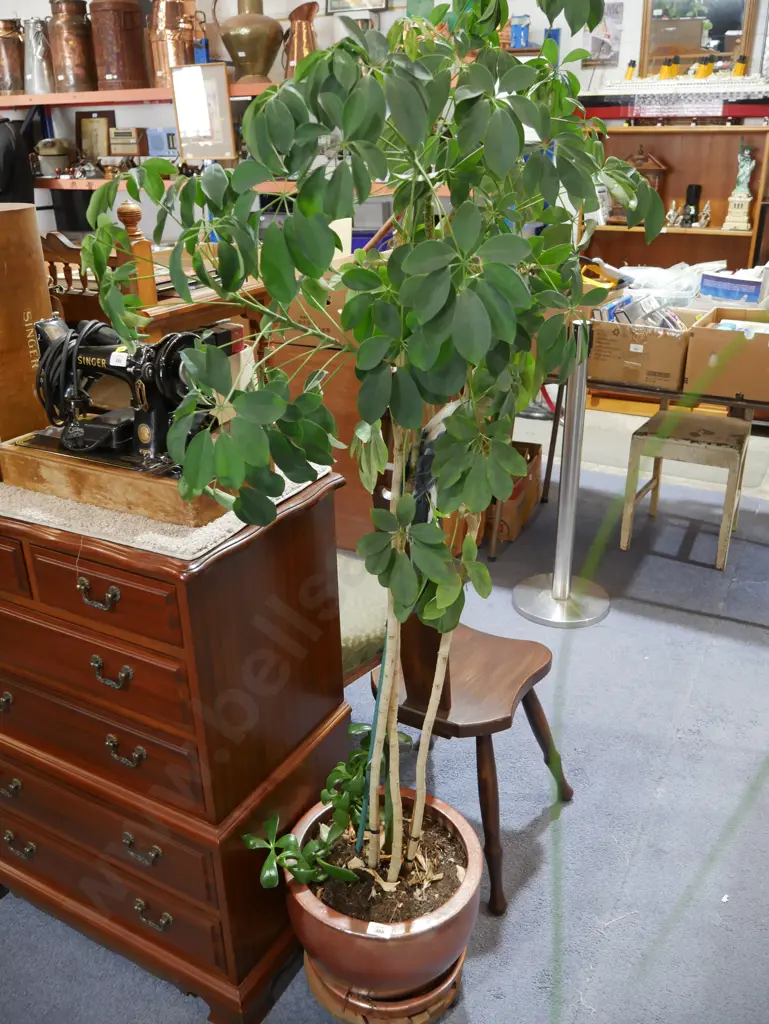 Pot plant Image 1++