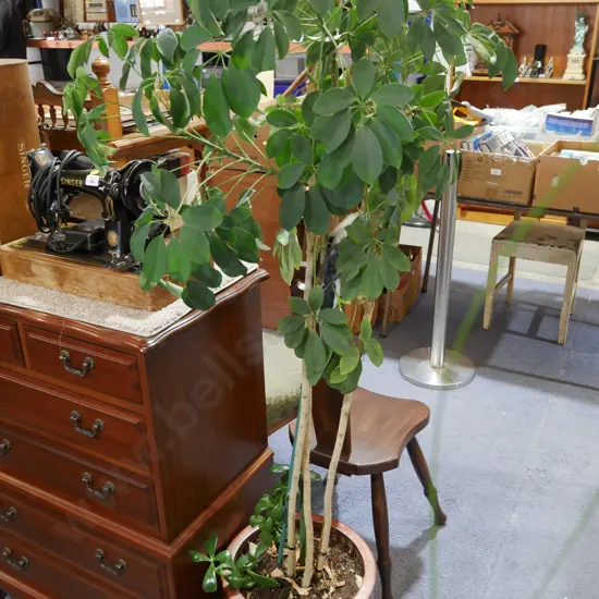 Pot plant