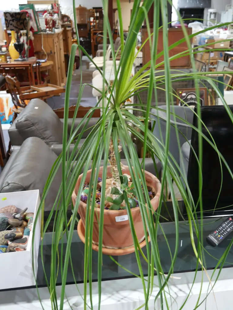 Ponytail plant Image 1++