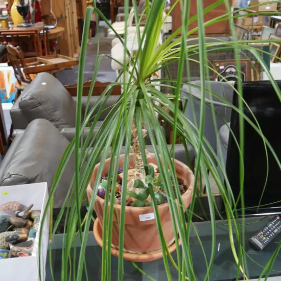 Ponytail plant