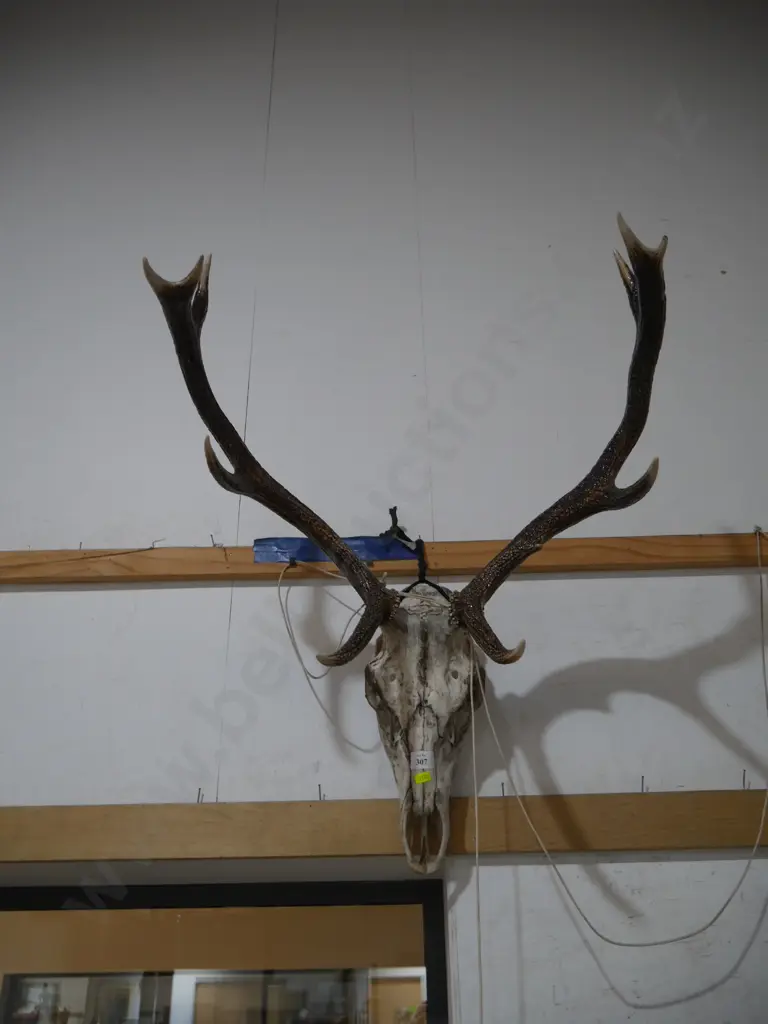 Stag head Image 1++