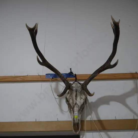 Stag head