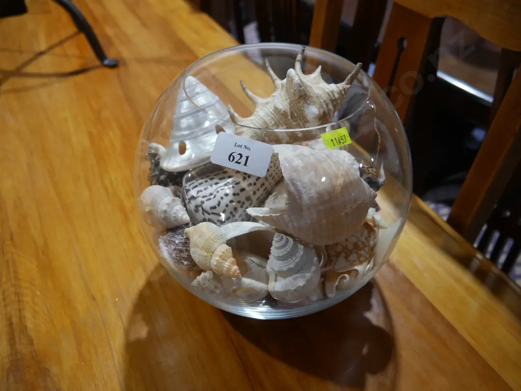 Seashells Image 1++