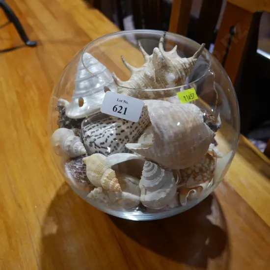 Seashells
