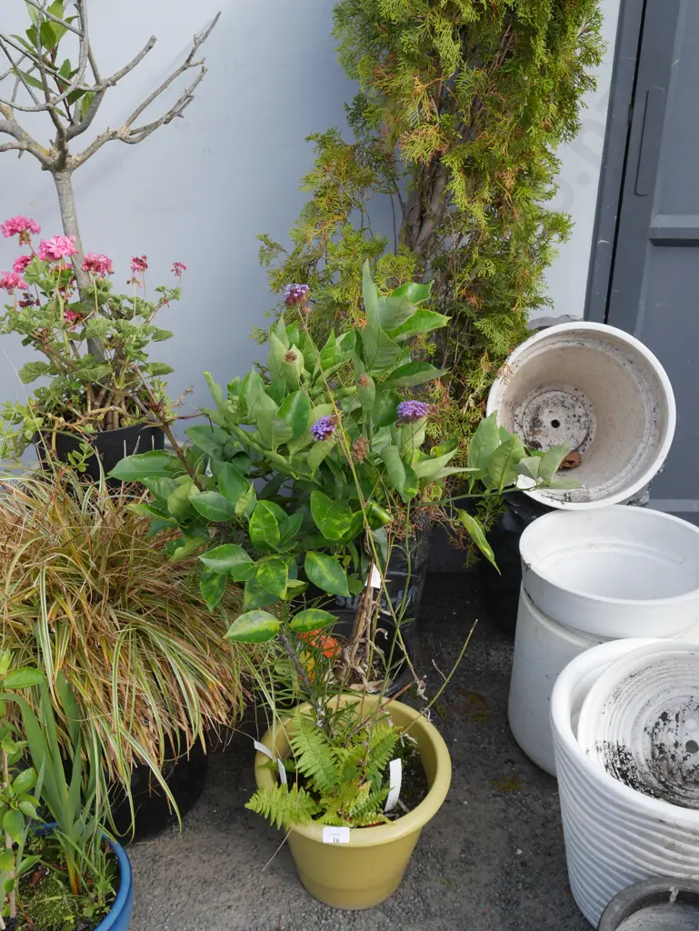 3 plants Image 1++