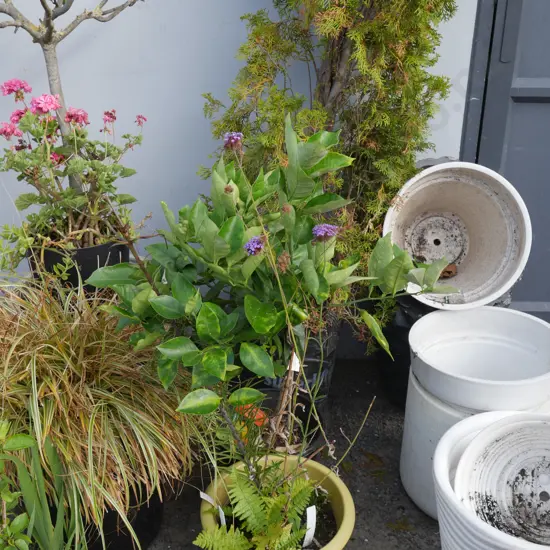 3 plants