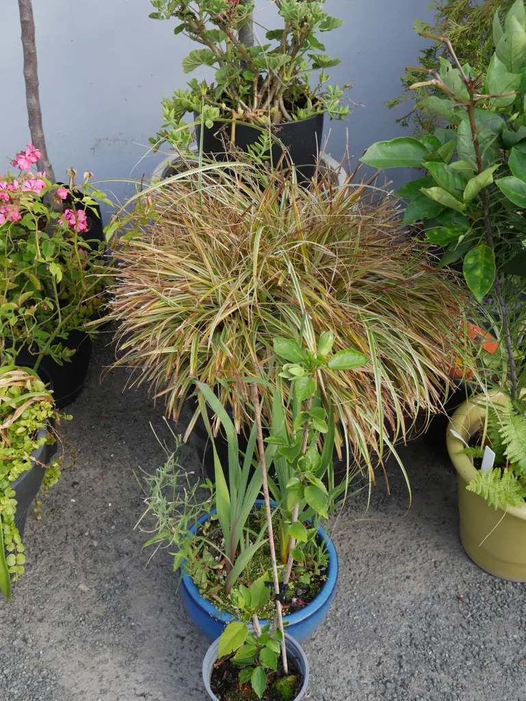 5 plants Image 1++