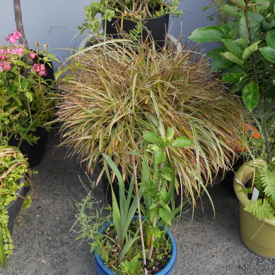 5 plants